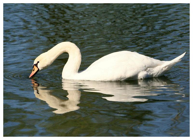 reflet de cygne 2.jpg